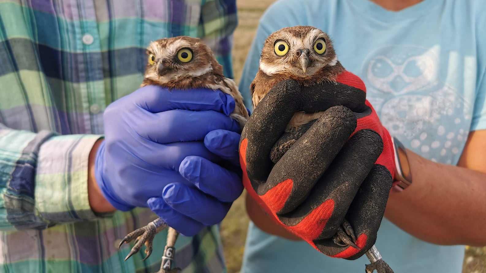 Burrowing owls.jpg (799 KB)